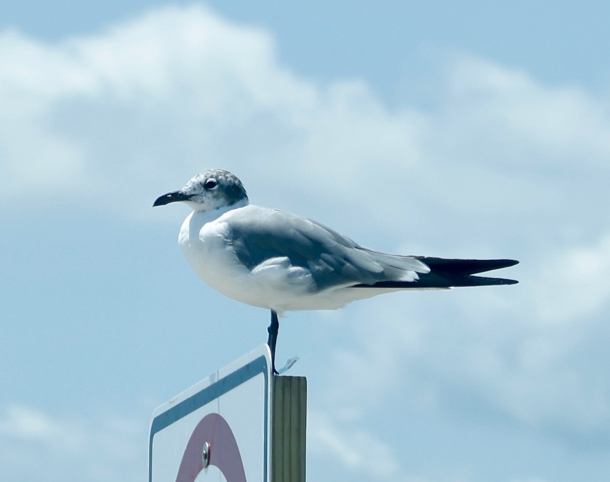 Laughing Gull - Robert Wallace