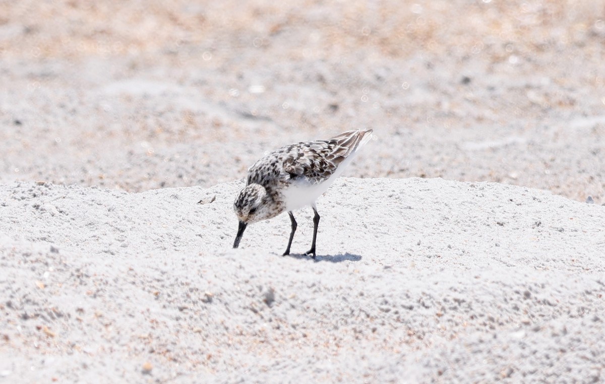 Sanderling - ML473020441