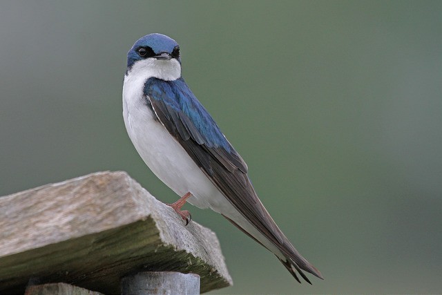 Tree Swallow - Jeffrey Offermann