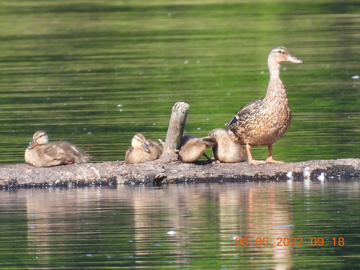Canard colvert - ML473022121