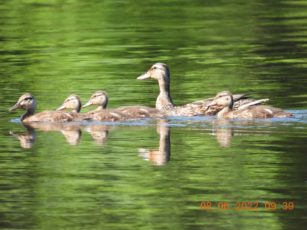 Canard colvert - ML473022131
