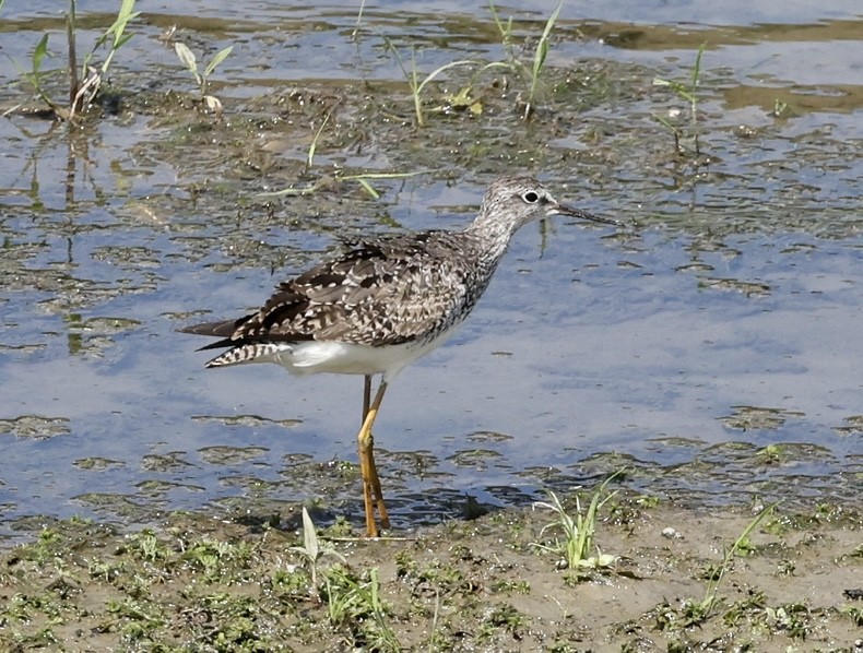 Lesser Yellowlegs - ML473022561