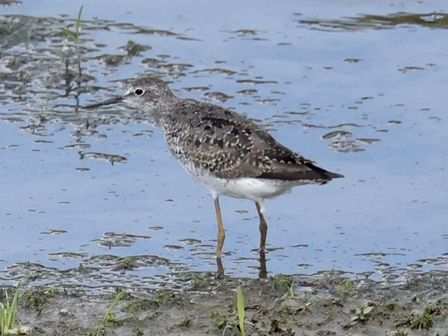 Lesser Yellowlegs - ML473022571