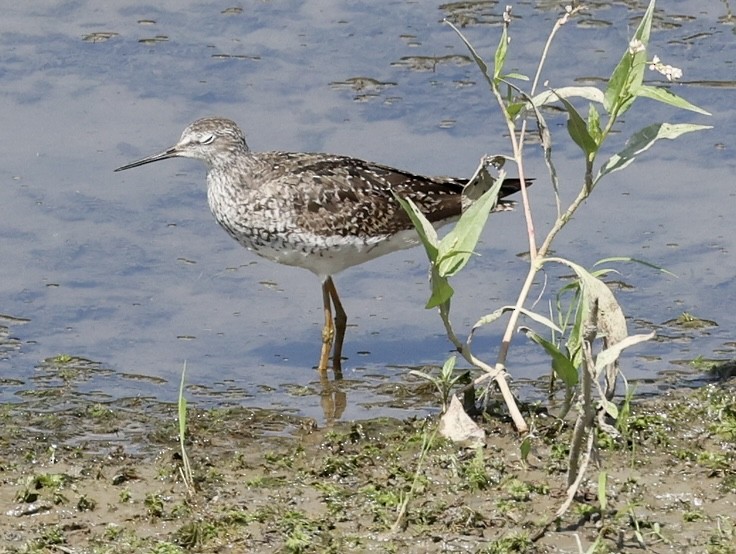 Lesser Yellowlegs - ML473022581