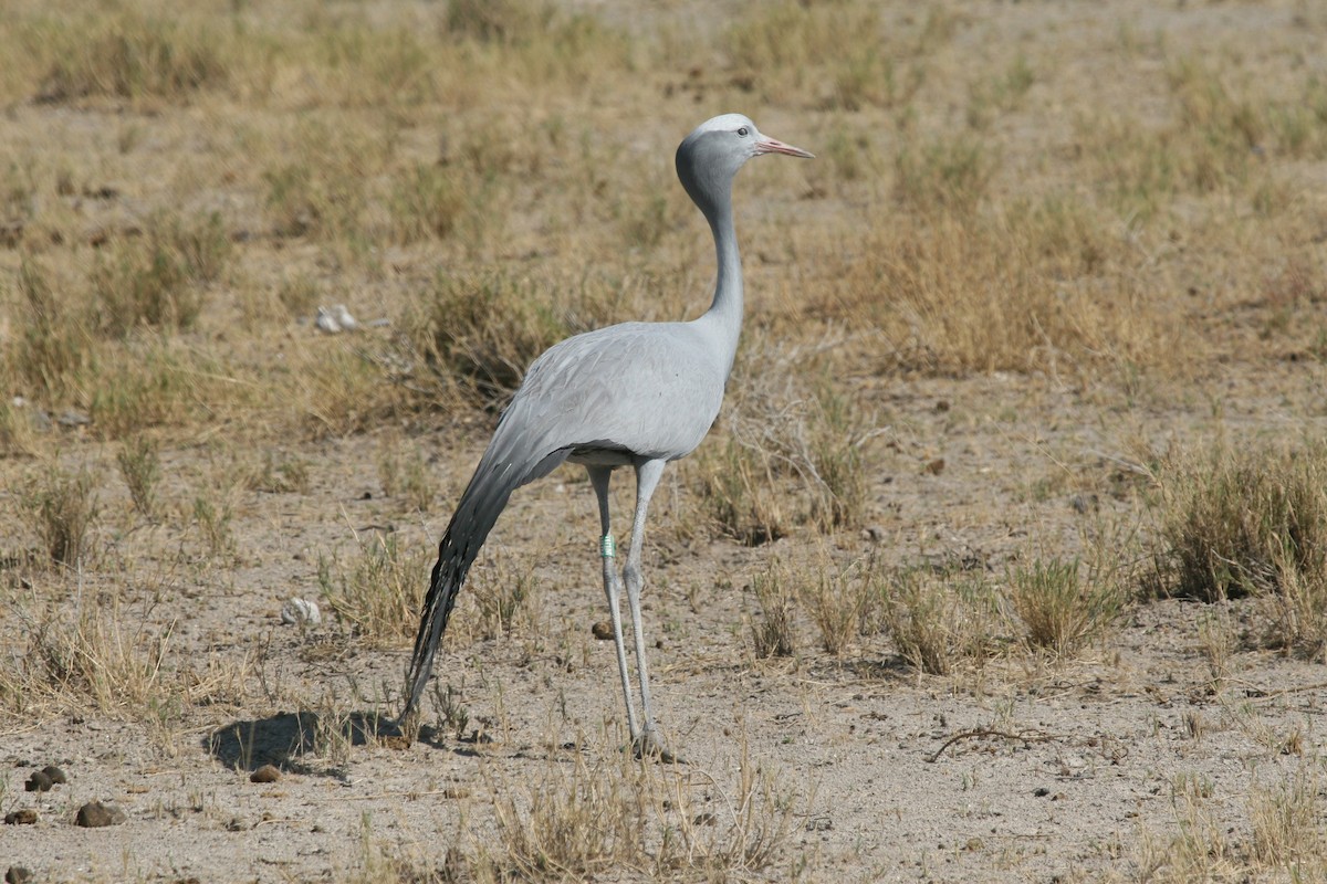 Blue Crane - ML473022801