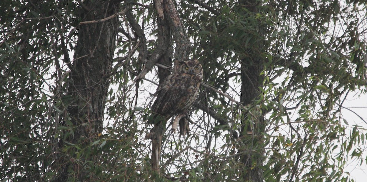 Great Horned Owl - ML473023221