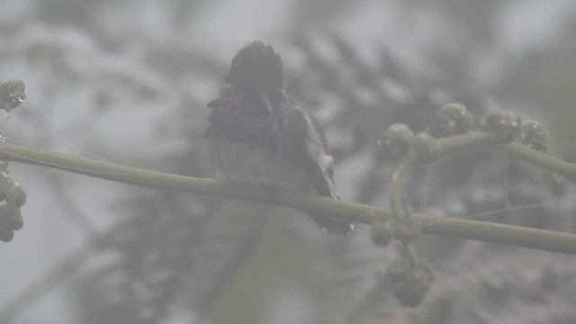 Colibrí de Elliot - ML473023501