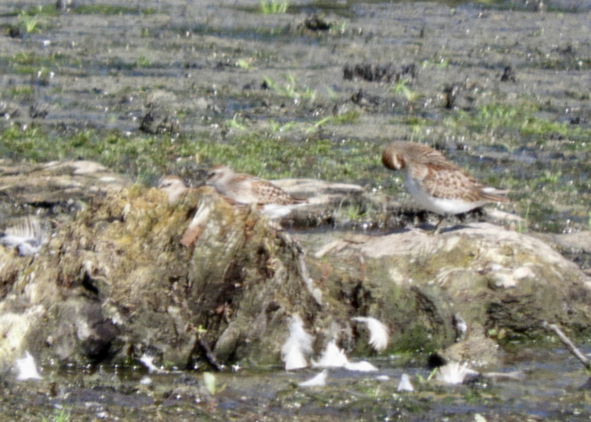 Semipalmated Sandpiper - ML473023621