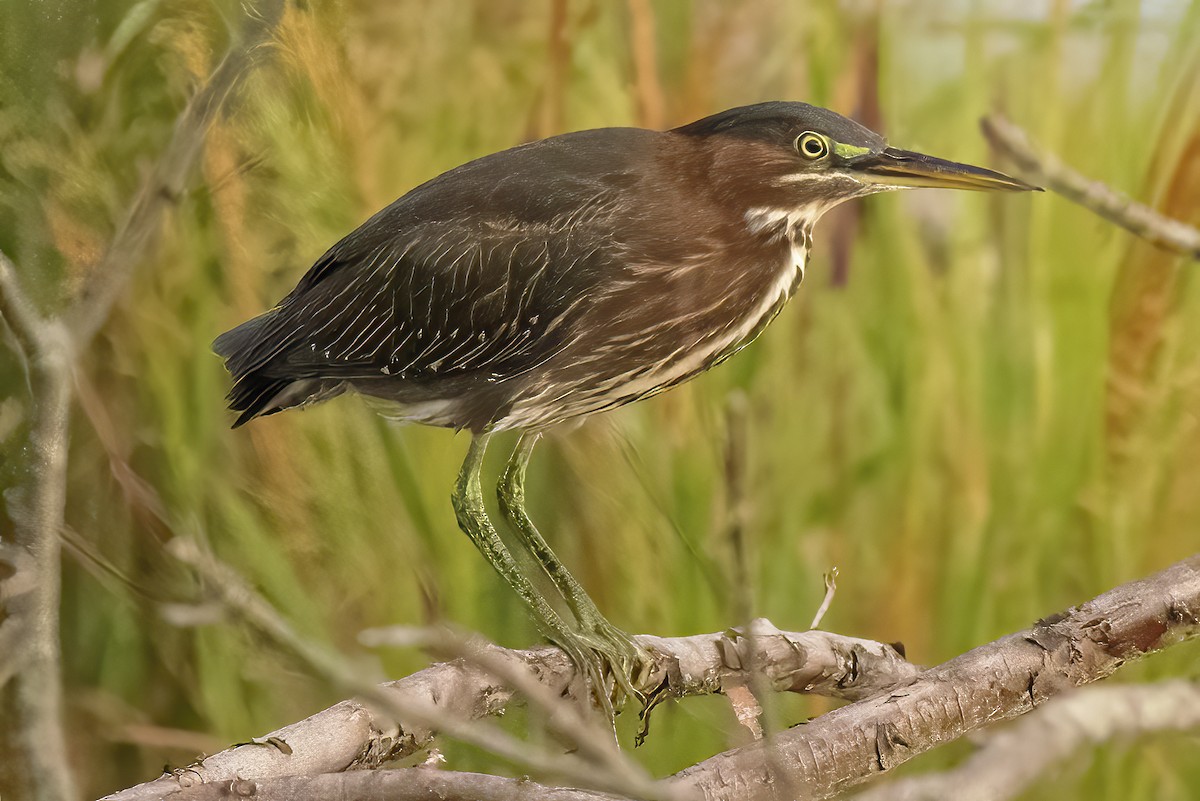 Green Heron - ML473023751