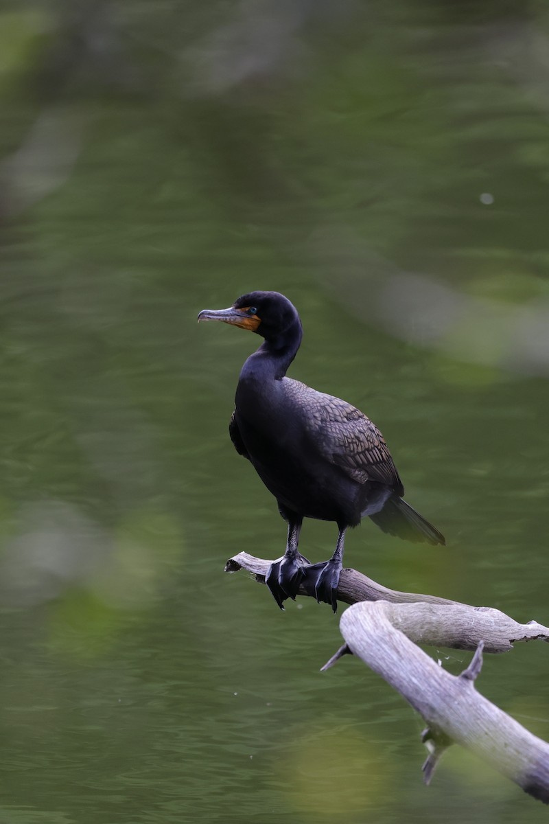 Cormoran à aigrettes - ML473023811