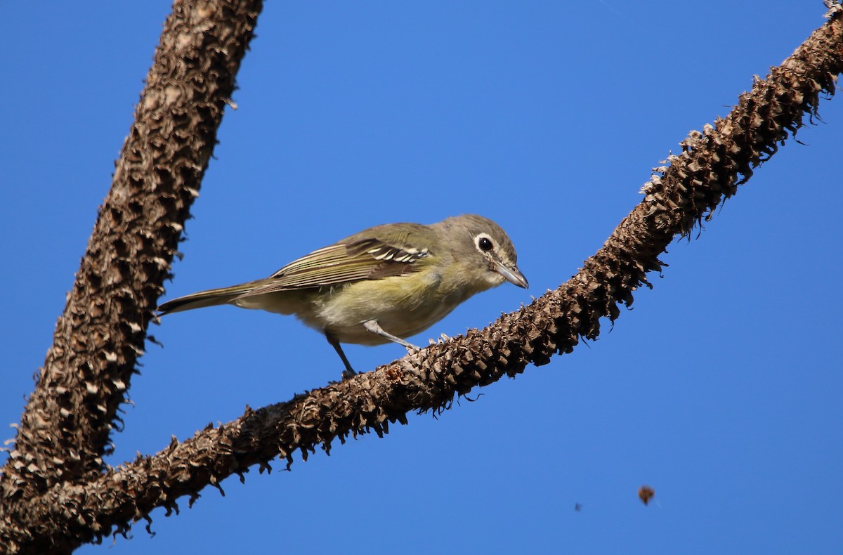 Vireo de Cassin (cassinii) - ML473024681