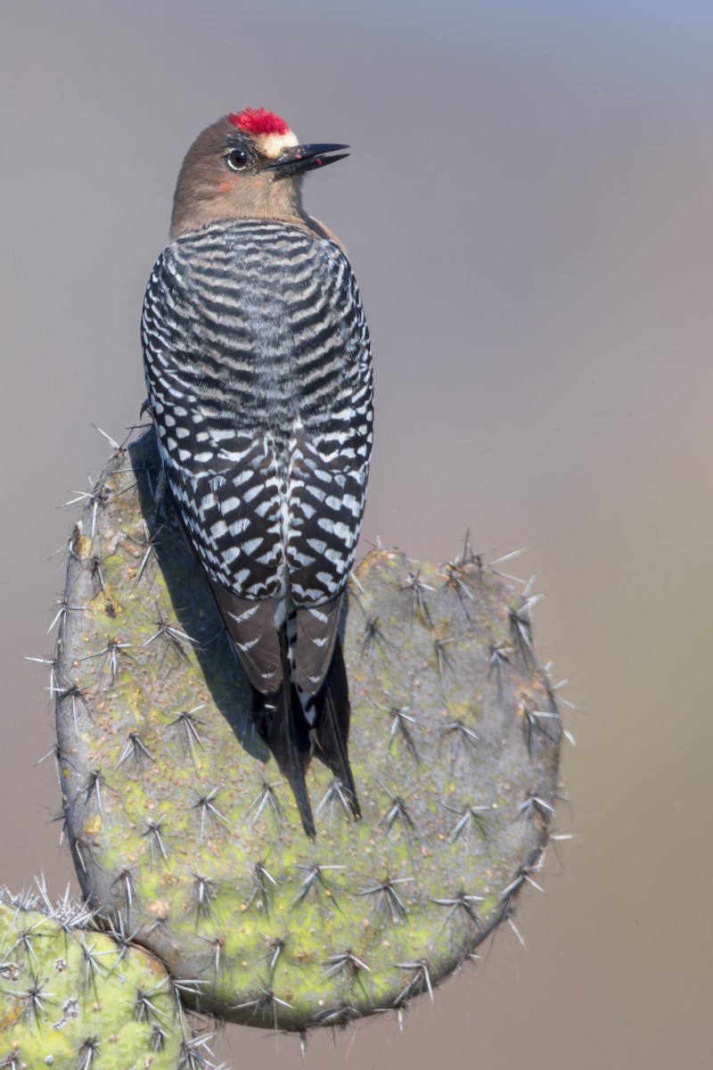 Gray-breasted Woodpecker - Dubi Shapiro