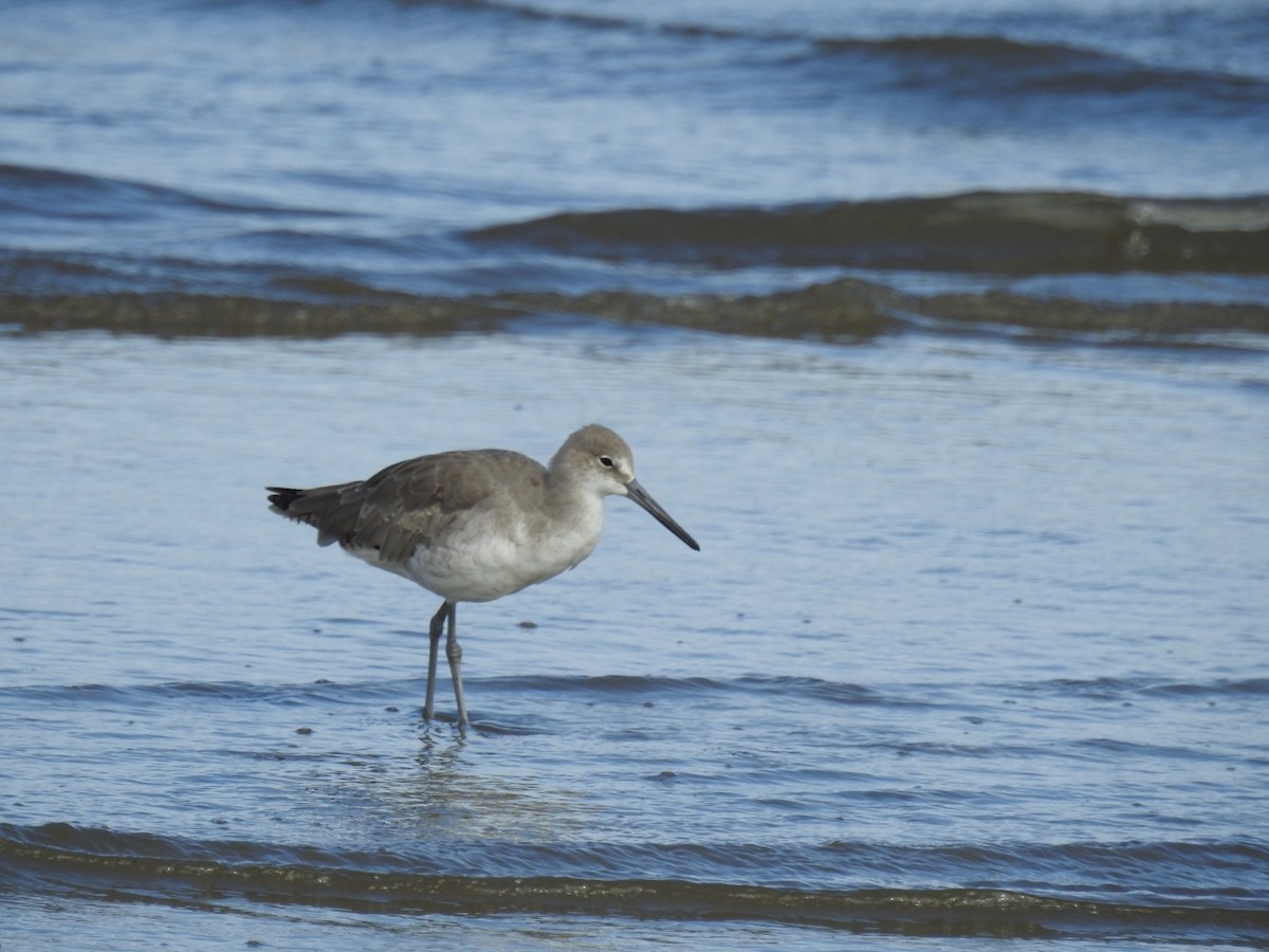 Willet - Francisco Dubón