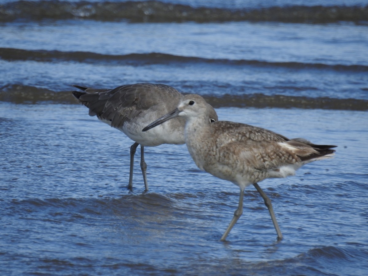 Willet - Francisco Dubón