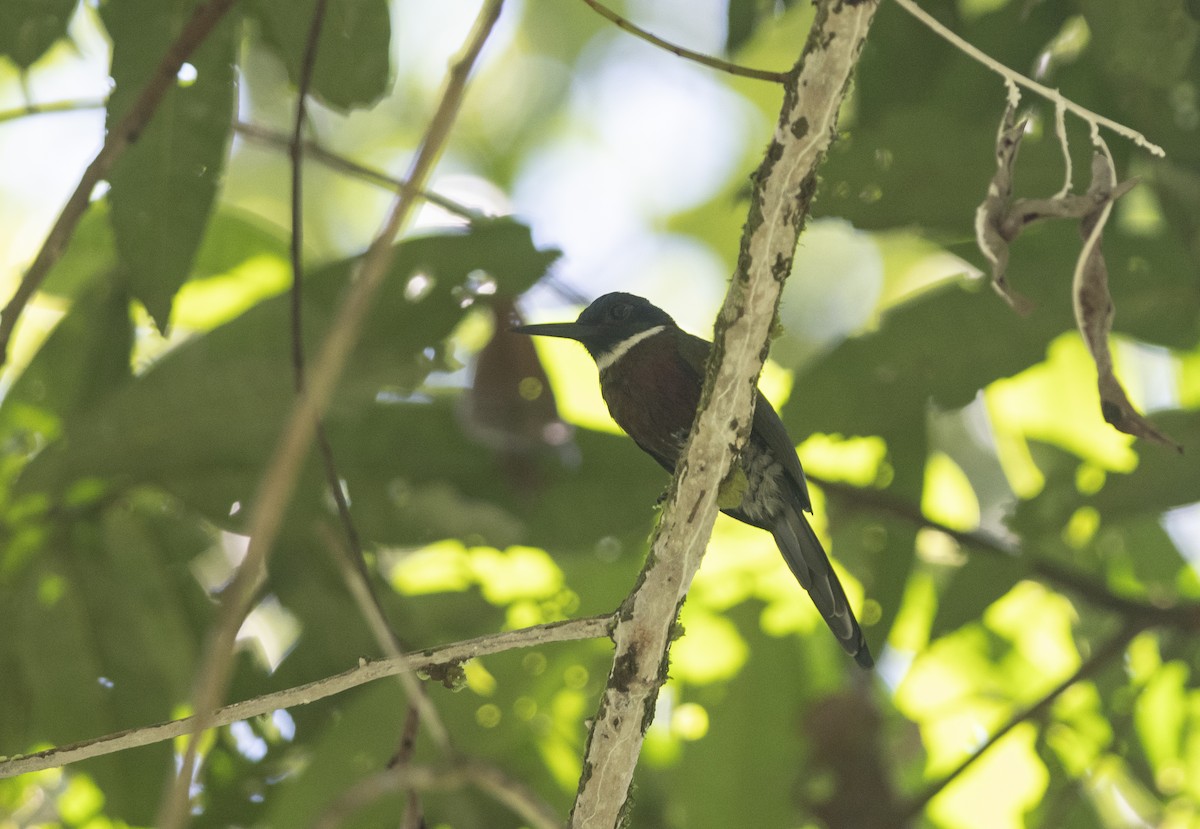 Purplish Jacamar - ML473025511