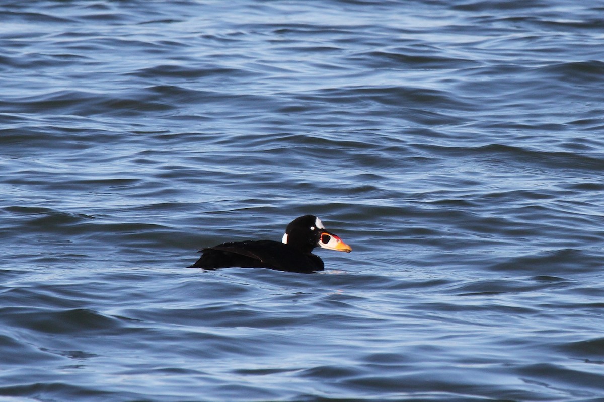 Surf Scoter - ML473025611