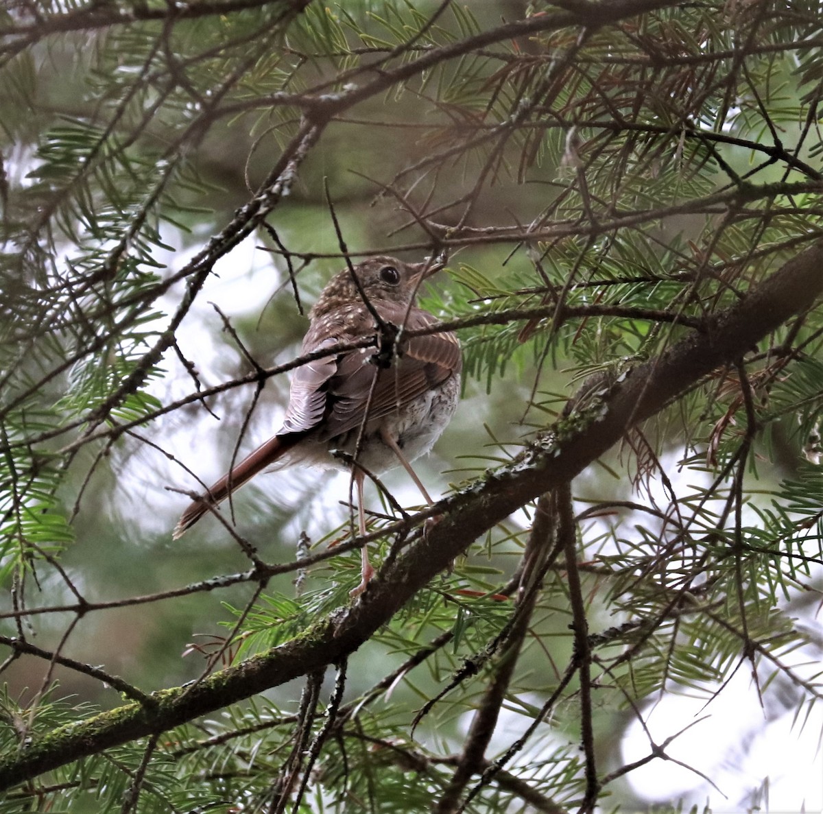 Hermit Thrush - ML473025791
