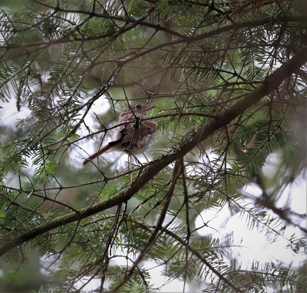 Hermit Thrush - ML473025801