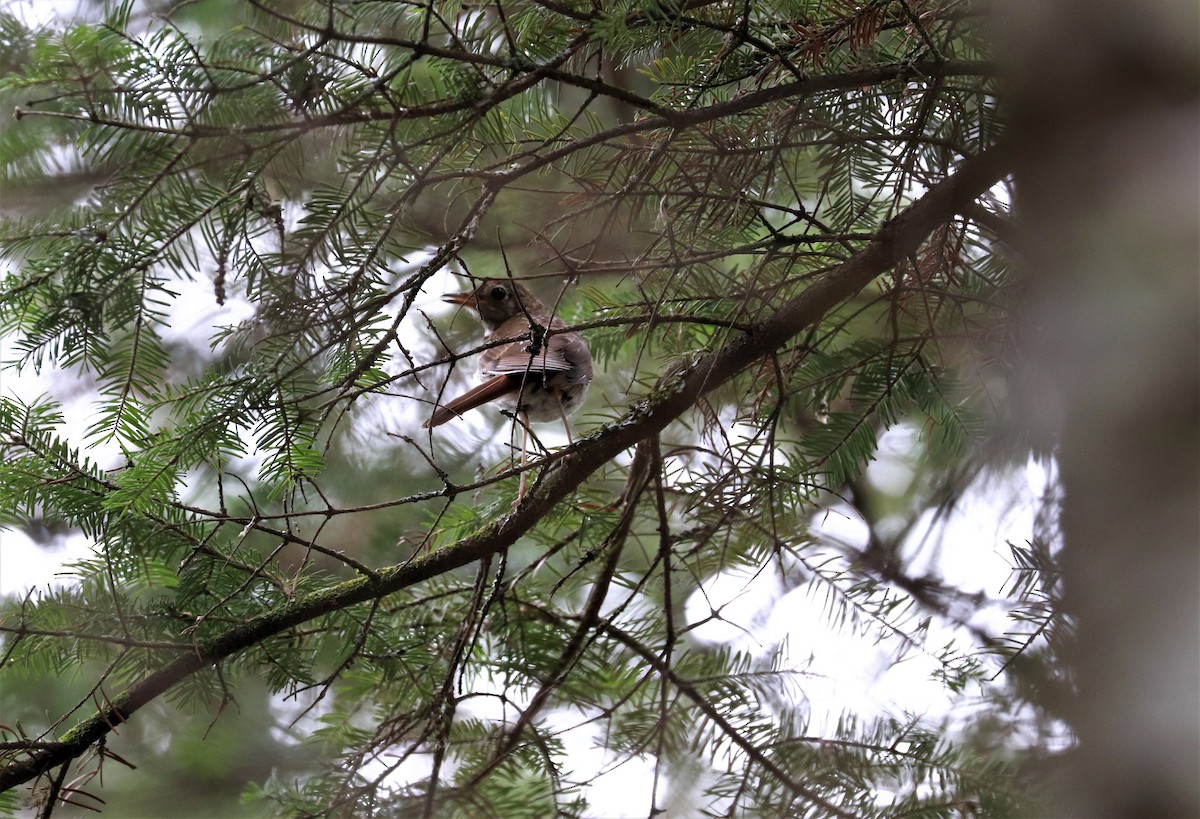 Hermit Thrush - ML473025811