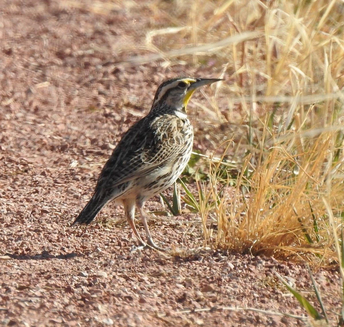 Western Meadowlark - T B