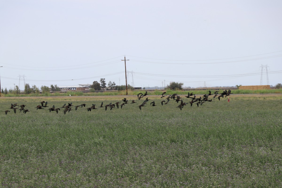 White-faced Ibis - ML473026131