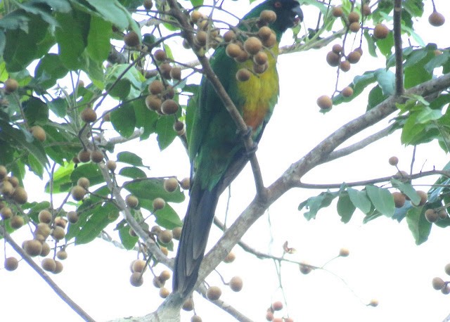 Masked Shining-Parrot - ML473026461