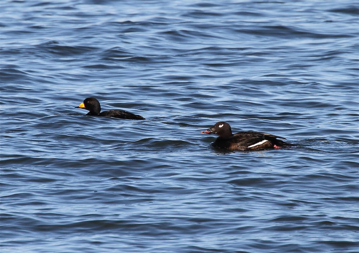 Black Scoter - ML473026471