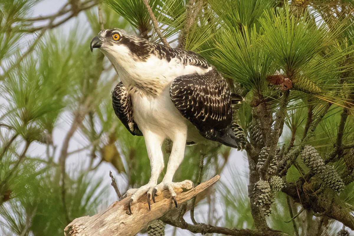 Osprey - ML473026661