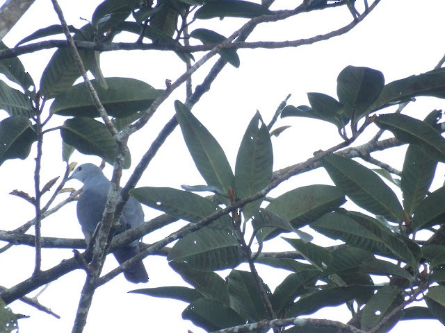 Peale's Imperial-Pigeon - ML473026791