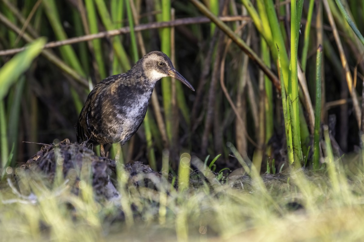 Virginia Rail - Matthew Bode