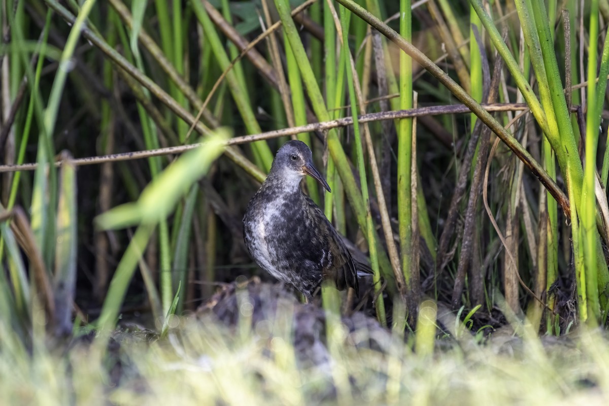 Virginia Rail - Matthew Bode