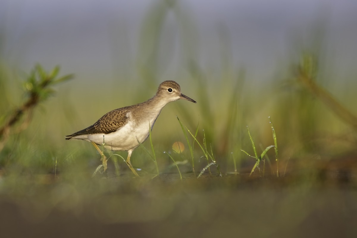 Spotted Sandpiper - Matthew Bode