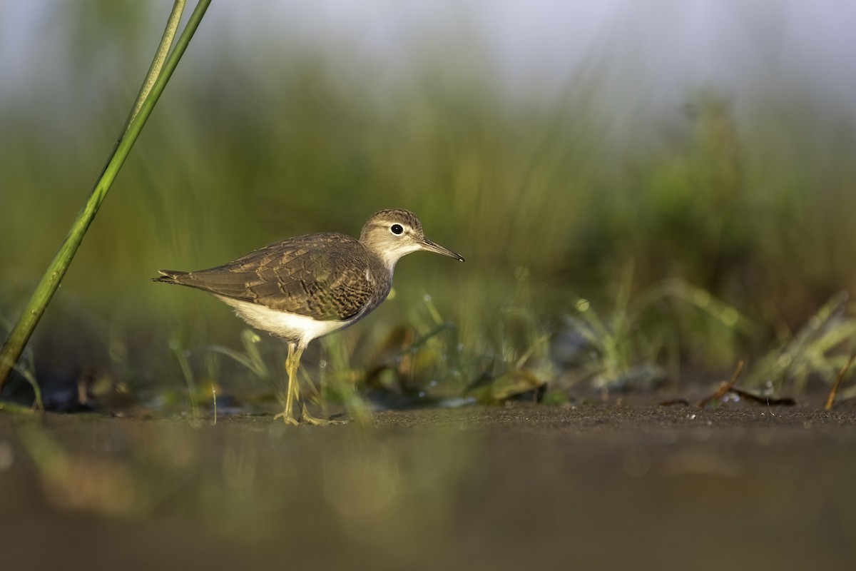 Spotted Sandpiper - Matthew Bode