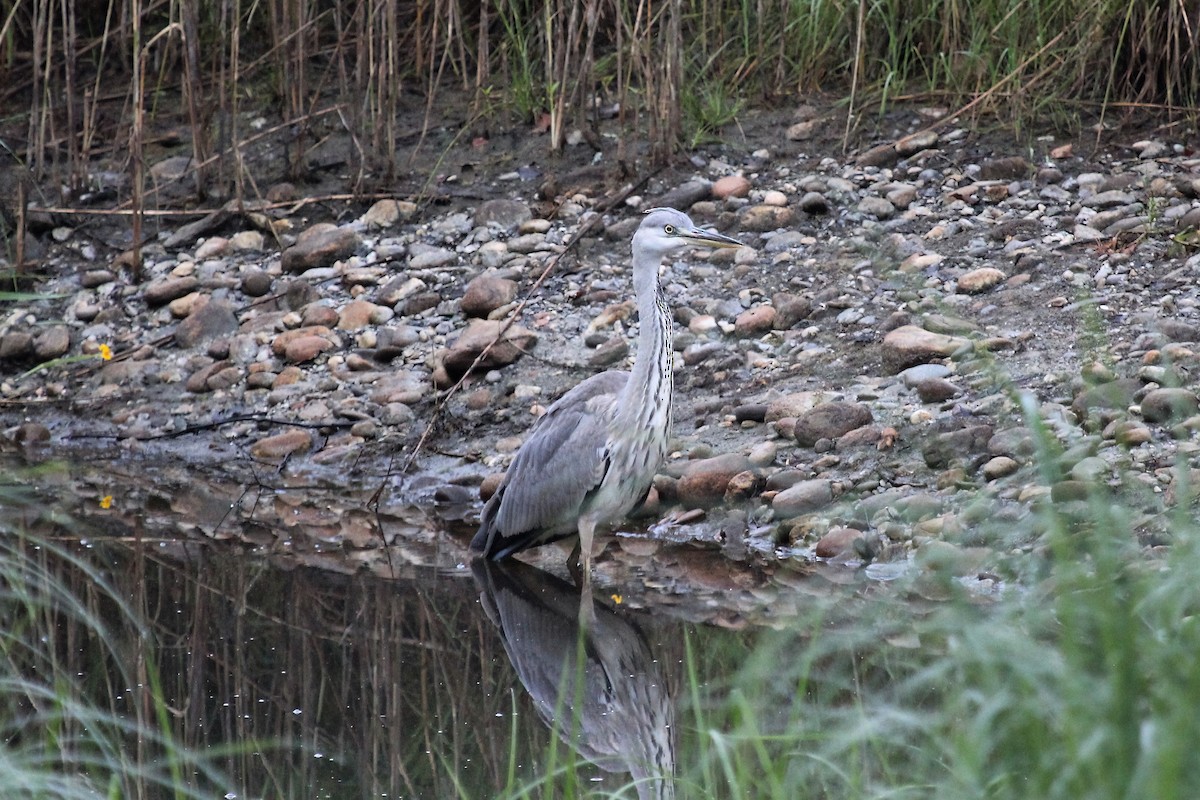 Gray Heron - ML473028361