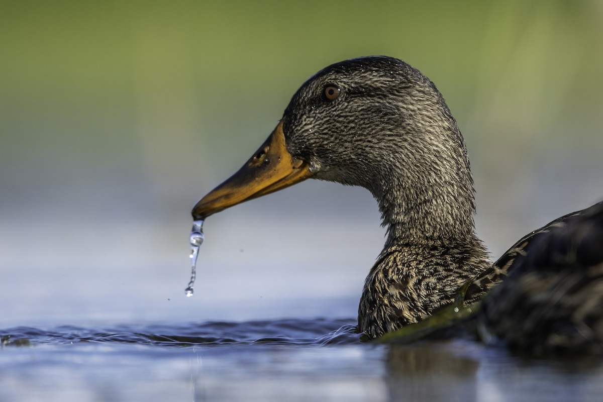 Mallard - Matthew Bode