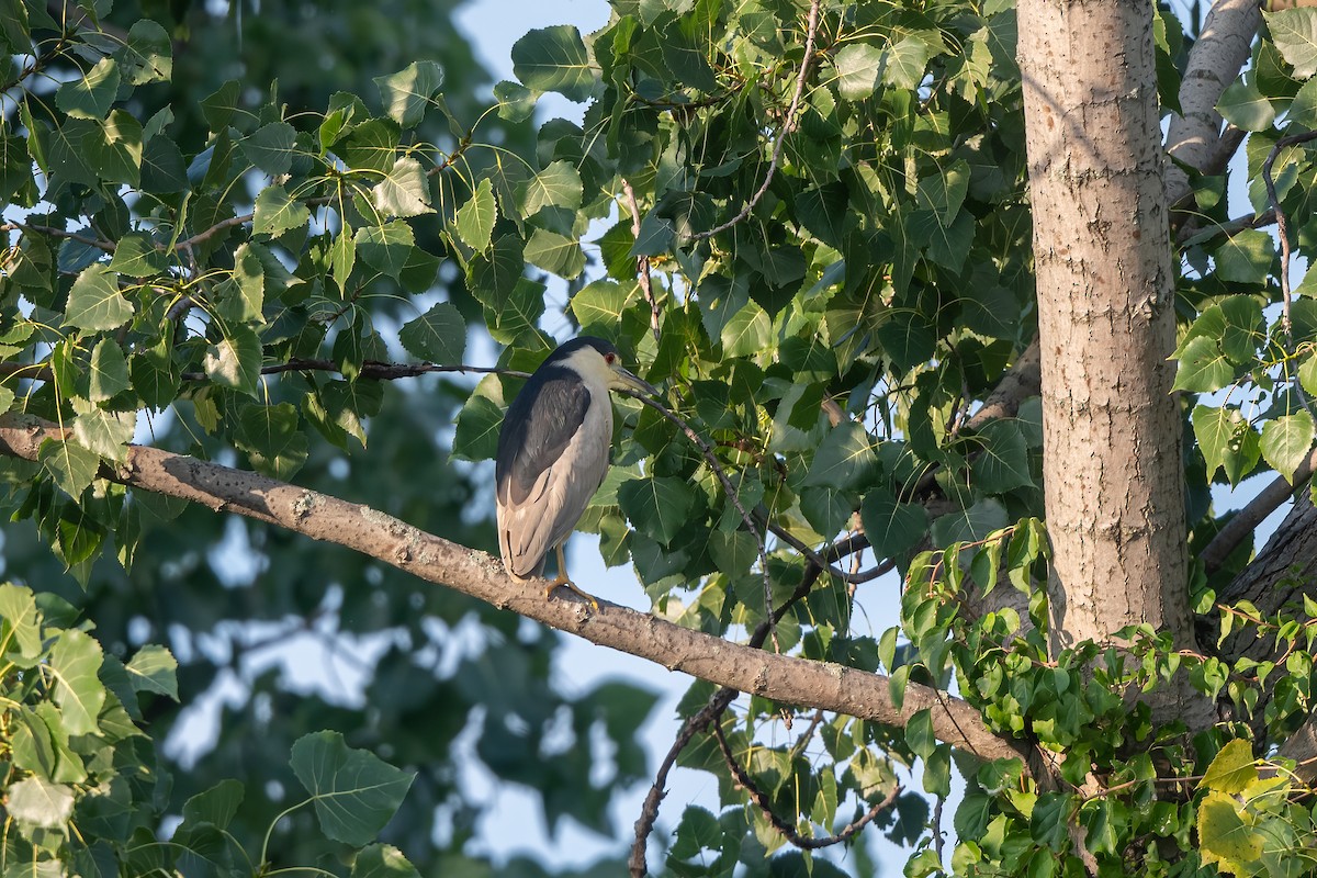 Black-crowned Night Heron - ML473028811