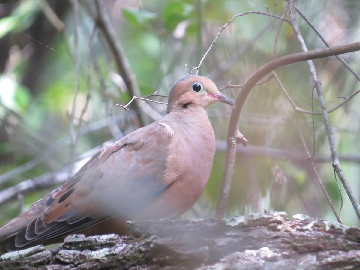 Mourning Dove - ML473028891