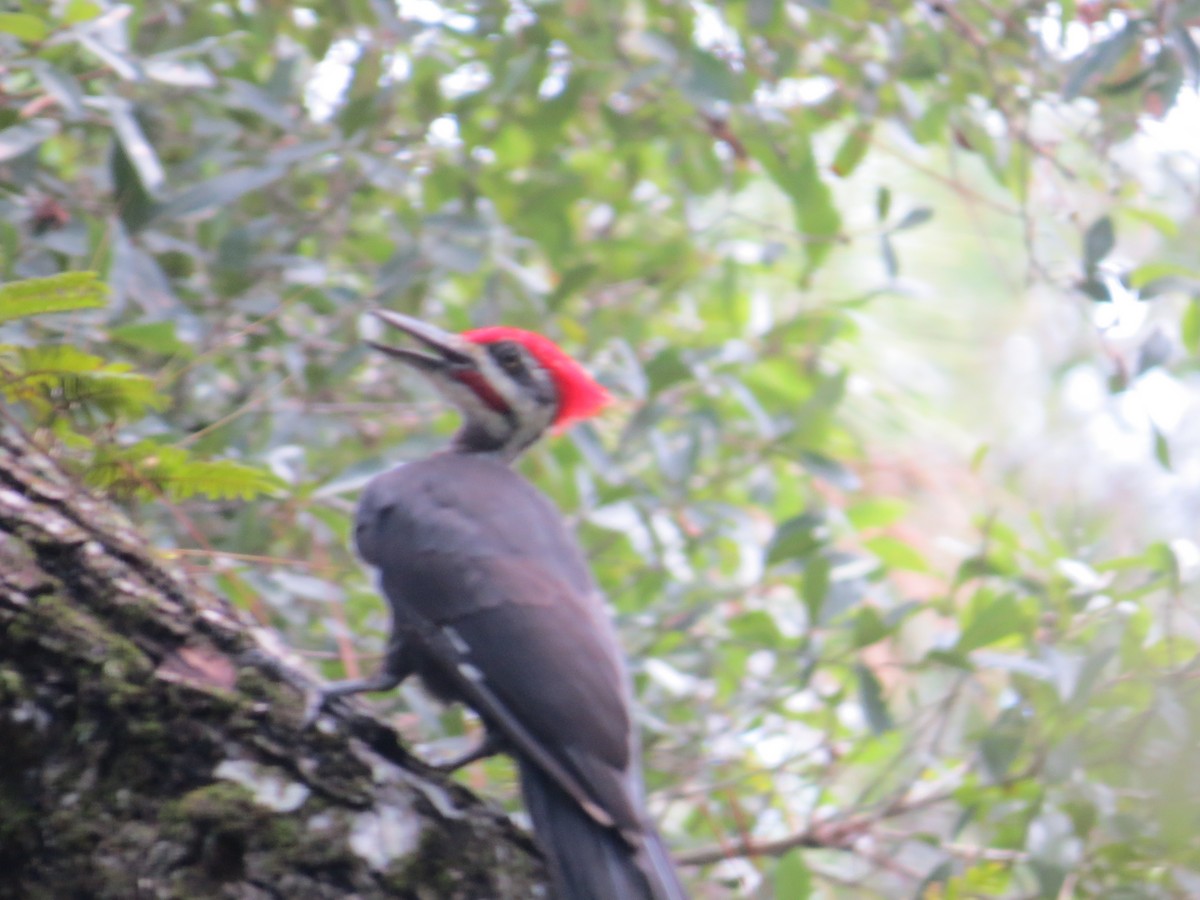 Pileated Woodpecker - Ray Miskowski