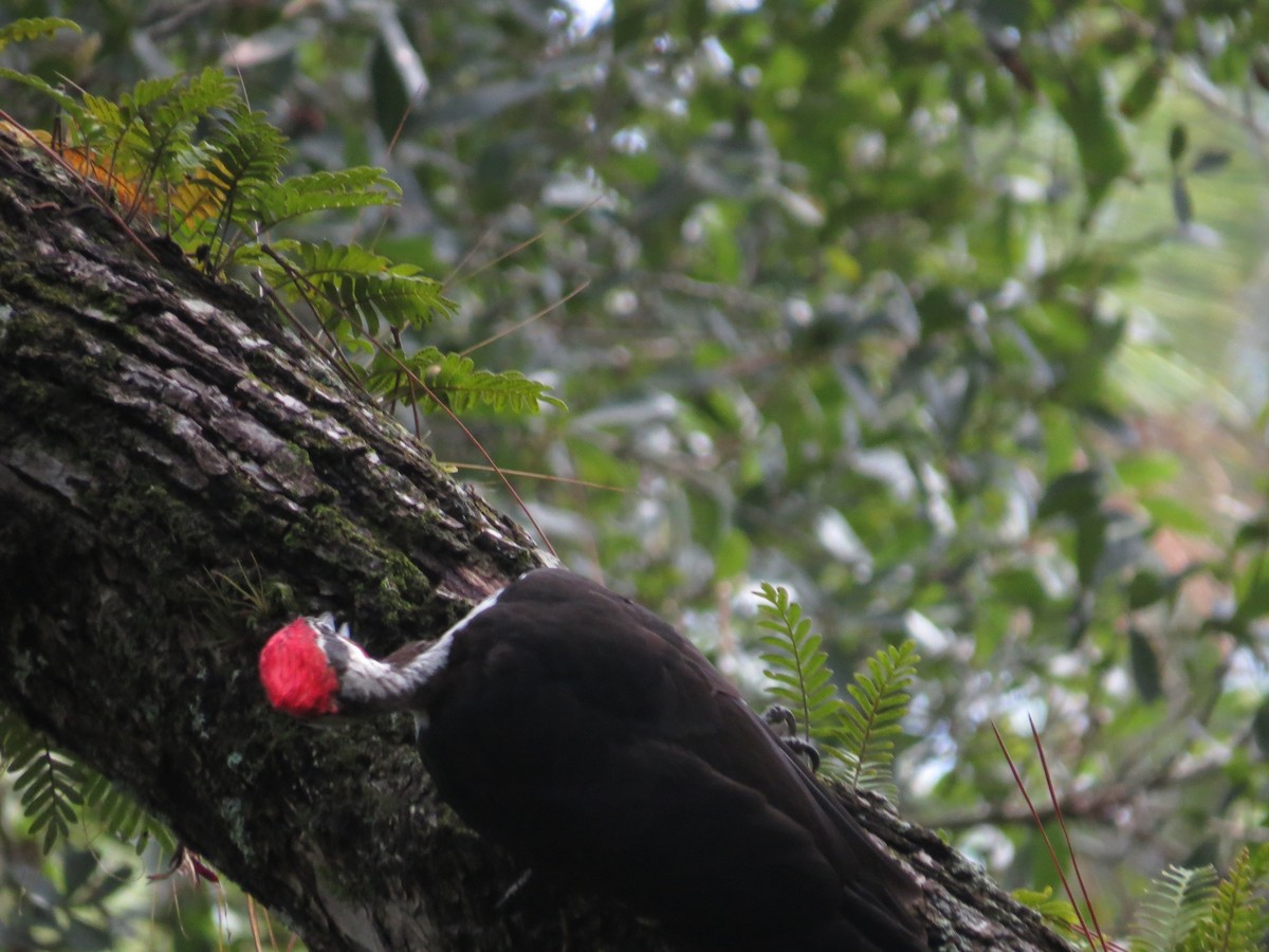 Pileated Woodpecker - ML473029081