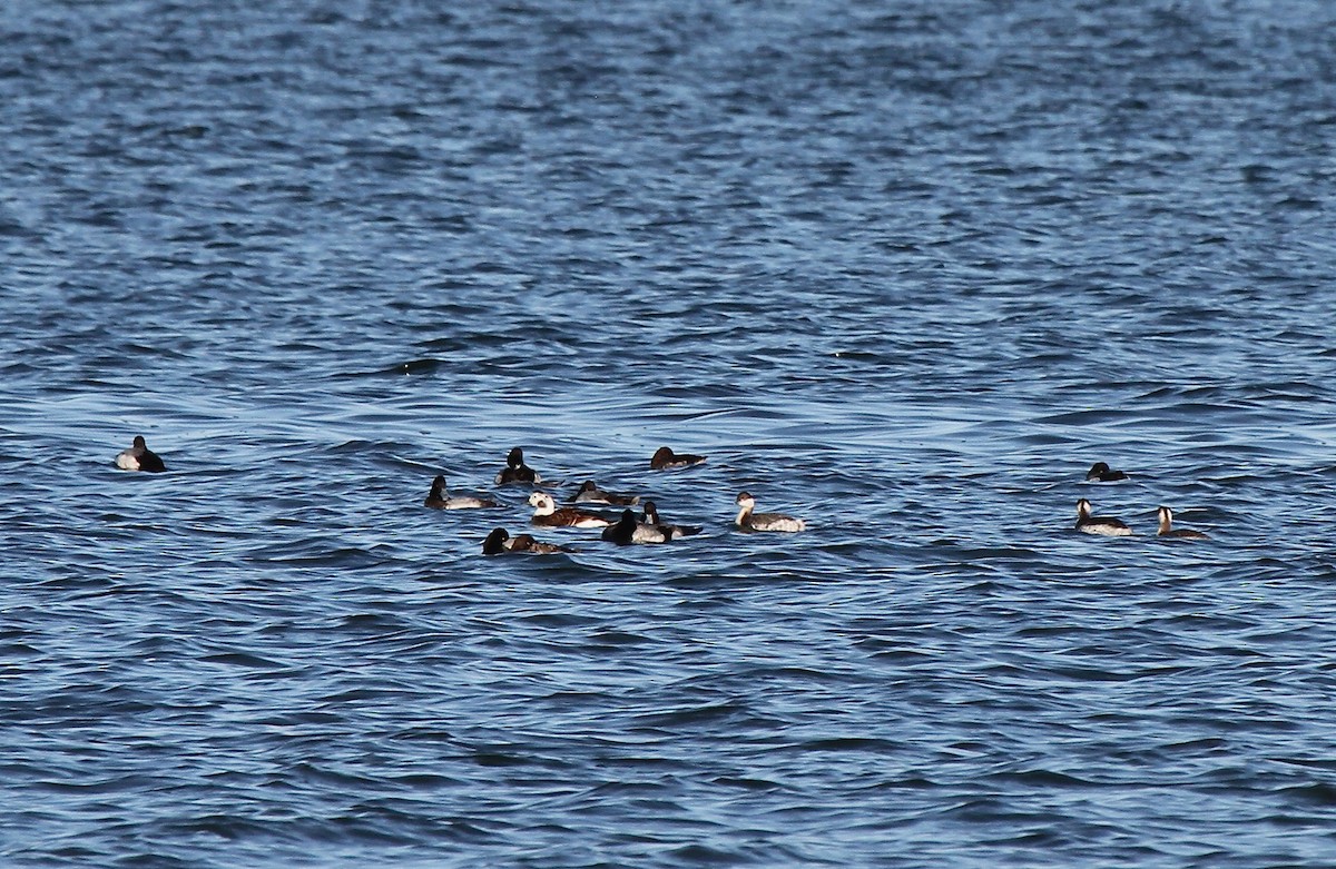 Horned Grebe - R.D. Wallace