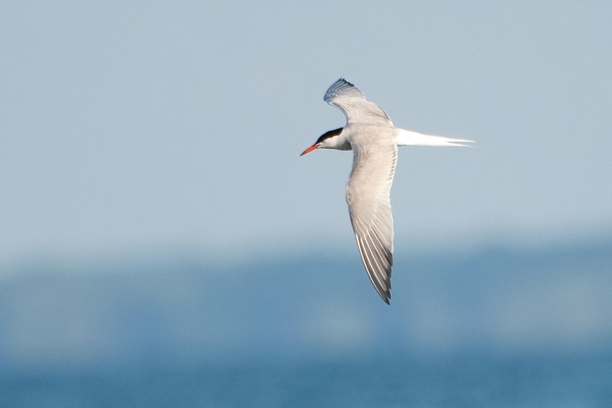 Common Tern - ML473029741