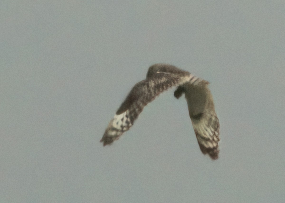 Short-eared Owl - ML473032381