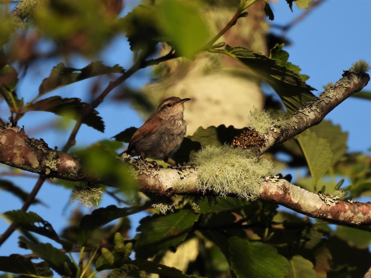 Bewick's Wren - ML473033141