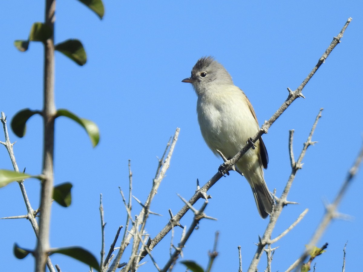 Southern Beardless-Tyrannulet (Southern) - Diego Castelli