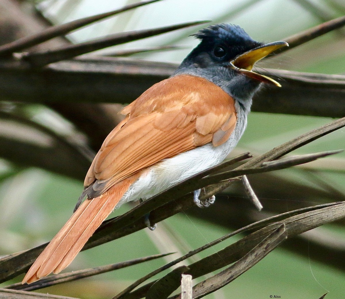 Indian Paradise-Flycatcher - ML473035721