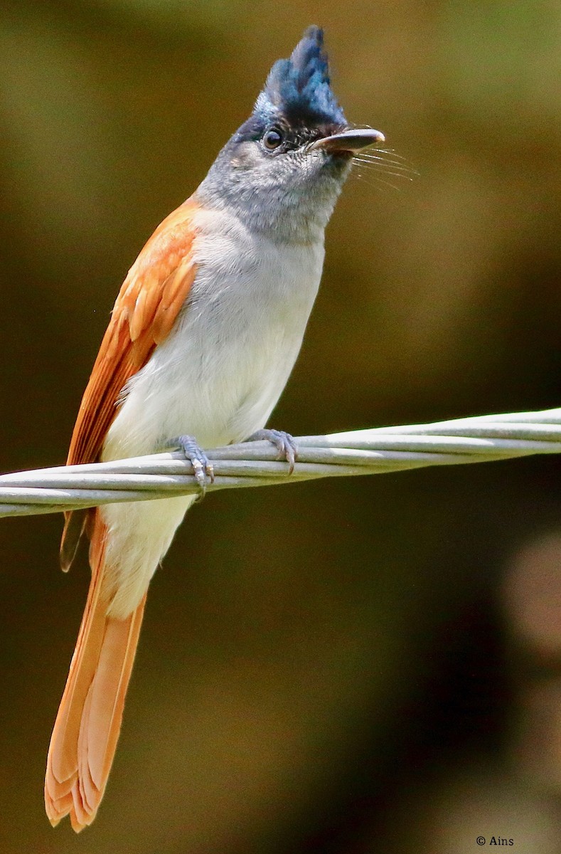 Indian Paradise-Flycatcher - Ains Priestman