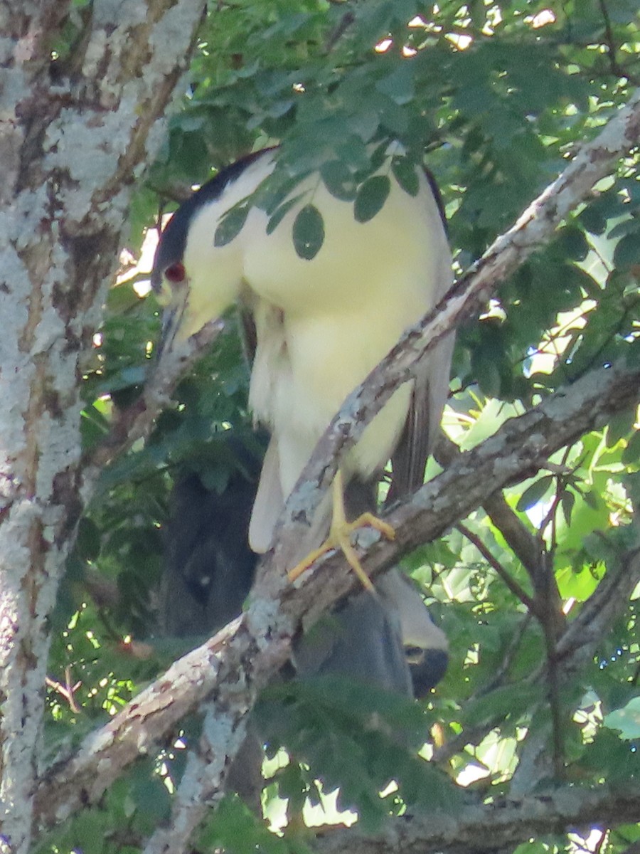 Black-crowned Night Heron - ML473035781