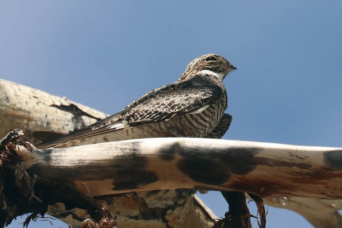 Common Nighthawk - ML473035871