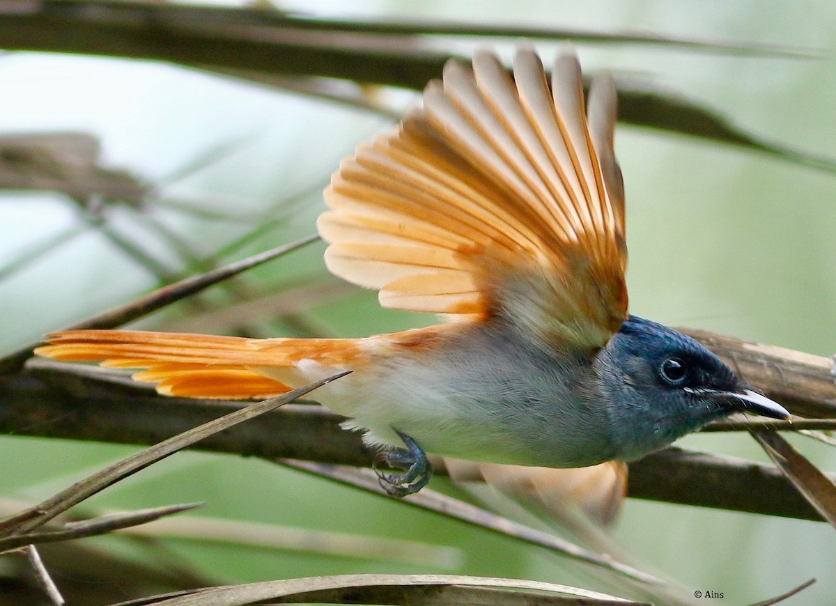 Indian Paradise-Flycatcher - ML473035891