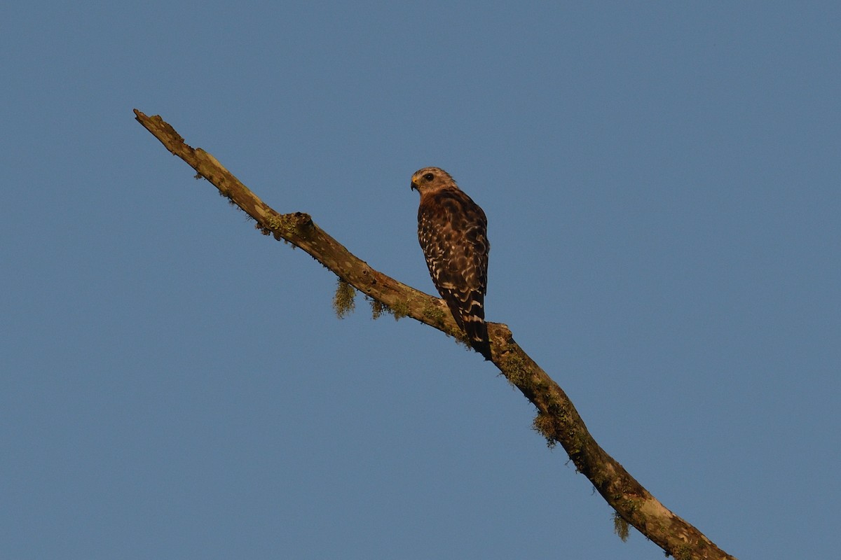 Red-shouldered Hawk - ML473036841